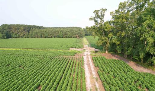 Photo #10 of 81.30 Acres - Blackberry Rd., Johnsonville, SC 81.3 acres