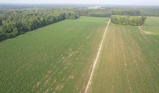 Photo #9 of 81.30 Acres - Blackberry Rd., Johnsonville, SC 81.3 acres