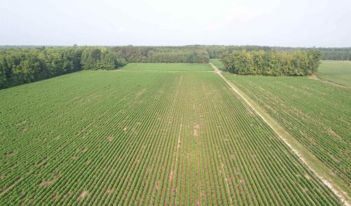 Photo #11 of 81.30 Acres - Blackberry Rd., Johnsonville, SC 81.3 acres