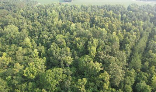 Photo #16 of 81.30 Acres - Blackberry Rd., Johnsonville, SC 81.3 acres