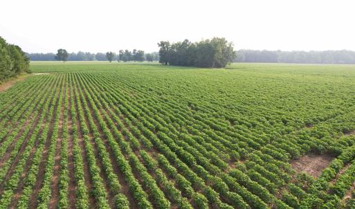 Photo #3 of 81.30 Acres - Blackberry Rd., Johnsonville, SC 81.3 acres