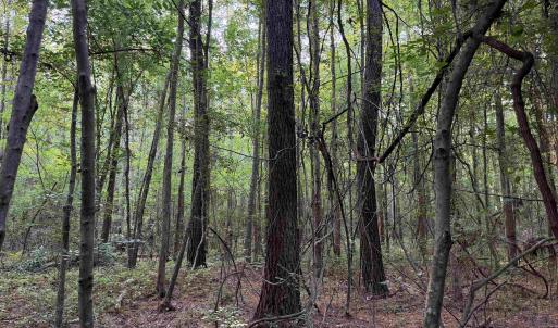 Photo #17 of 81.30 Acres - Blackberry Rd., Johnsonville, SC 81.3 acres