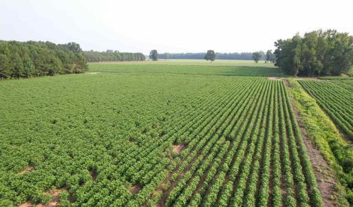 Photo #1 of 81.30 Acres - Blackberry Rd., Johnsonville, SC 81.3 acres
