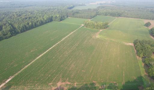Photo #6 of 81.30 Acres - Blackberry Rd., Johnsonville, SC 81.3 acres