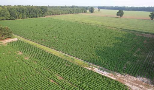 Photo #4 of 81.30 Acres - Blackberry Rd., Johnsonville, SC 81.3 acres