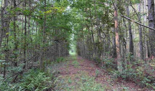 Photo #18 of 81.30 Acres - Blackberry Rd., Johnsonville, SC 81.3 acres