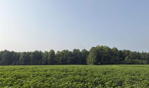 Photo #20 of 81.30 Acres - Blackberry Rd., Johnsonville, SC 81.3 acres