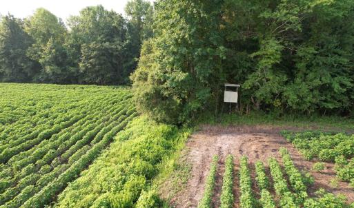 Photo #2 of 81.30 Acres - Blackberry Rd., Johnsonville, SC 81.3 acres