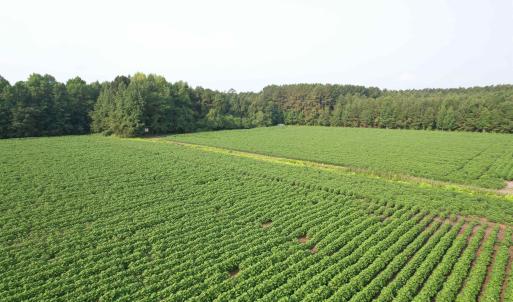 Photo #12 of 81.30 Acres - Blackberry Rd., Johnsonville, SC 81.3 acres