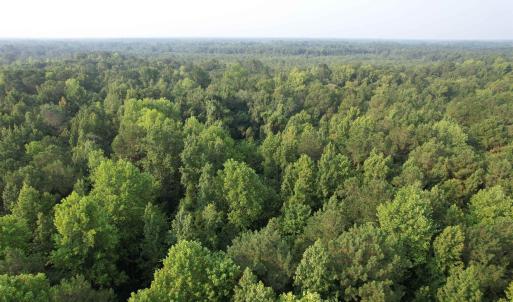Photo #13 of 81.30 Acres - Blackberry Rd., Johnsonville, SC 81.3 acres