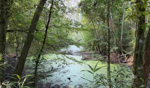 Photo #18 of 85± Acres - Antler Dr, Johnsonville, SC 85.0 acres