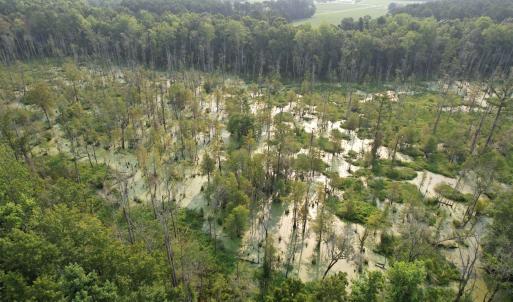 Photo #2 of 85± Acres - Antler Dr, Johnsonville, SC 85.0 acres