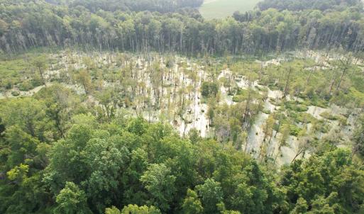 Photo #11 of 85± Acres - Antler Dr, Johnsonville, SC 85.0 acres
