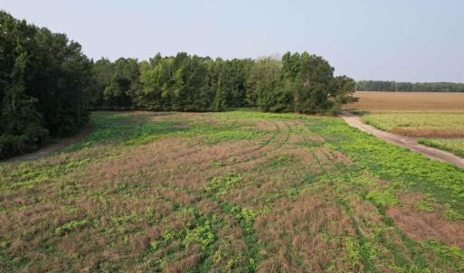 Photo #5 of 85± Acres - Antler Dr, Johnsonville, SC 85.0 acres