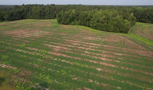 Photo #15 of 85± Acres - Antler Dr, Johnsonville, SC 85.0 acres