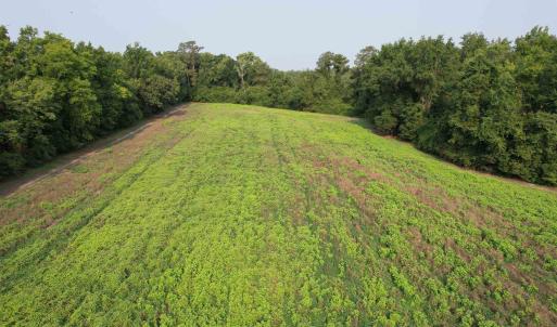 Photo #3 of 85± Acres - Antler Dr, Johnsonville, SC 85.0 acres