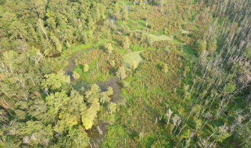 Photo #12 of 85± Acres - Antler Dr, Johnsonville, SC 85.0 acres