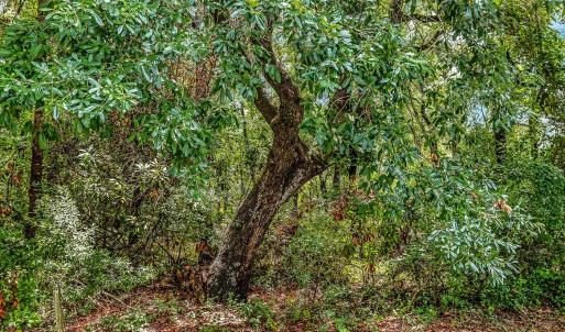 Photo #4 of Lot 47 Hunters Oak Ct., Pawleys Island, SC 0.3 acres