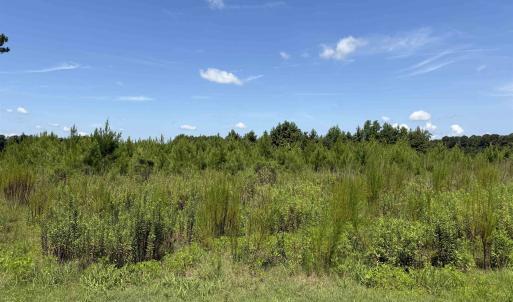 Photo #7 of 183 Dove Rd., Loris, SC 12.1 acres