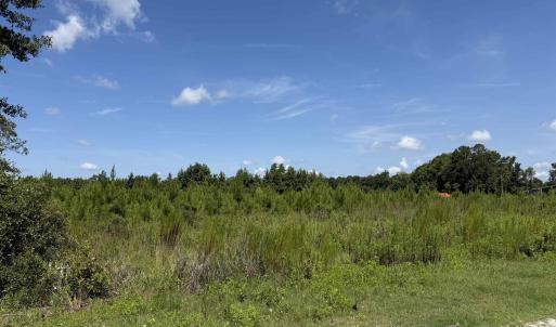 Photo #6 of 175 Dove Rd., Loris, SC 12.1 acres