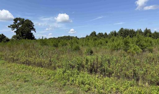 Photo #9 of 175 Dove Rd., Loris, SC 12.1 acres