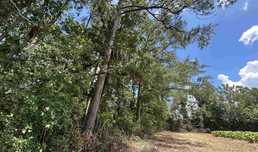 Photo #6 of TBD Black Creek Rd., Nichols, SC 7.1 acres