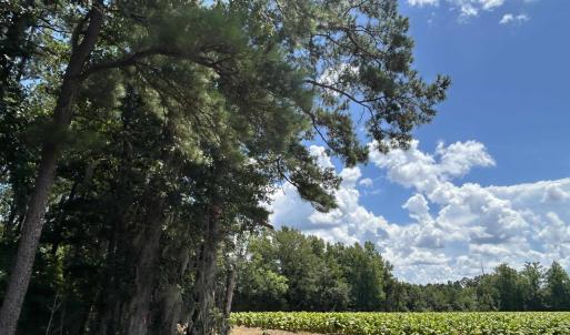 Photo #5 of TBD Black Creek Rd., Nichols, SC 7.1 acres