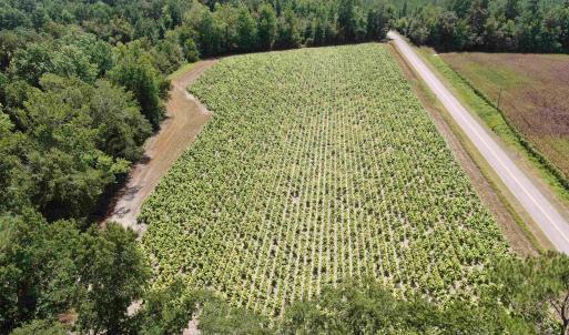 Photo #4 of TBD Black Creek Rd., Nichols, SC 7.1 acres