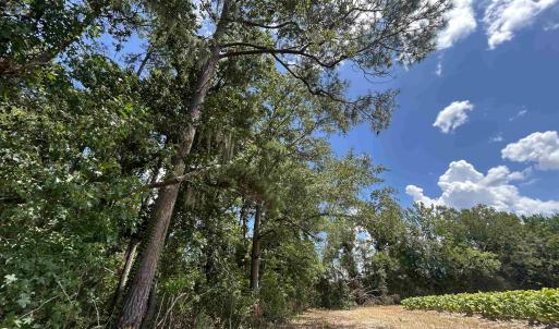 Photo #7 of TBD Black Creek Rd., Nichols, SC 7.1 acres