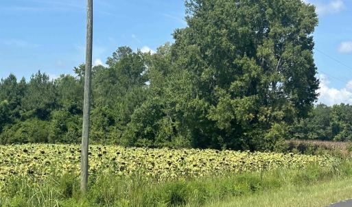 Photo #27 of TBD Pearlie Dr., Dillon, SC 105.0 acres