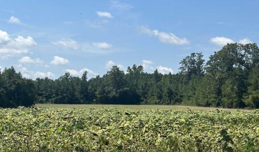 Photo #28 of TBD Pearlie Dr., Dillon, SC 105.0 acres