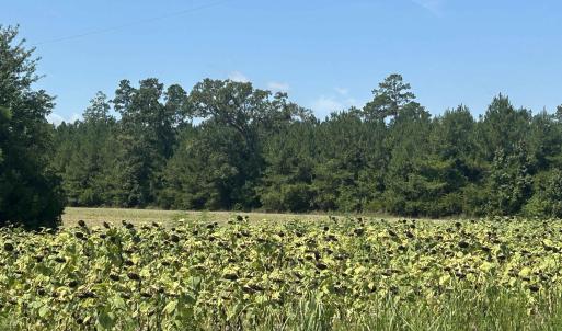 Photo #26 of TBD Pearlie Dr., Dillon, SC 105.0 acres