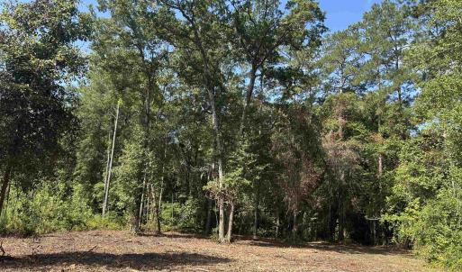 Photo #17 of TBD Mount Calvary Rd., Dillon, SC 146.5 acres