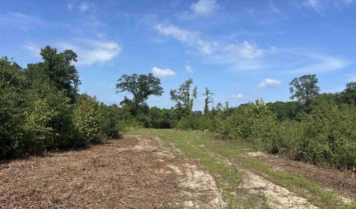 Photo #16 of TBD Mount Calvary Rd., Dillon, SC 146.5 acres