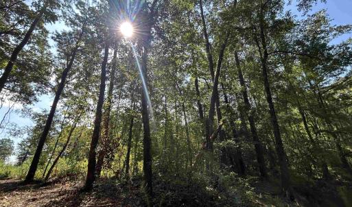 Photo #23 of TBD Mount Calvary Rd., Dillon, SC 146.5 acres
