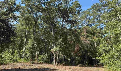 Photo #18 of TBD Mount Calvary Rd., Dillon, SC 146.5 acres