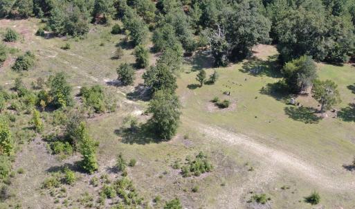 Photo #9 of TBD Mount Calvary Rd., Dillon, SC 146.5 acres