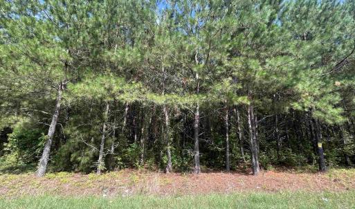 Photo #15 of TBD Mount Calvary Rd., Dillon, SC 146.5 acres