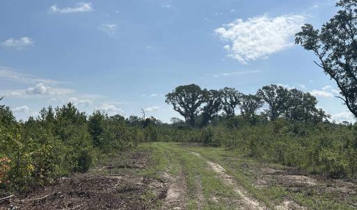 Photo #24 of TBD Mount Calvary Rd., Dillon, SC 146.5 acres