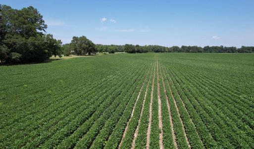 Photo #3 of Lot 3 - Sumter Hwy., Kingstree, SC 4.1 acres