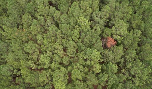 Photo #3 of 1.43 Acres - Hemlock St., Andrews, SC 1.4 acres