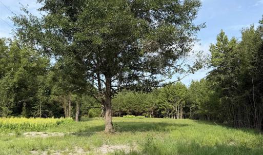 Photo #7 of TBD Hayfield Rd., Georgetown, SC 1.0 acres