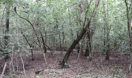 Photo #10 of Young Circle, Kershaw, SC 70.0 acres