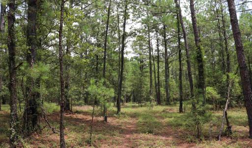 Photo #7 of Young Circle, Kershaw, SC 70.0 acres