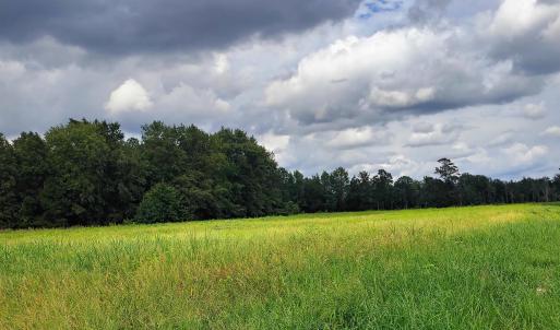Photo #14 of TBD Old Georgetown Rd., Scranton, SC 7.4 acres