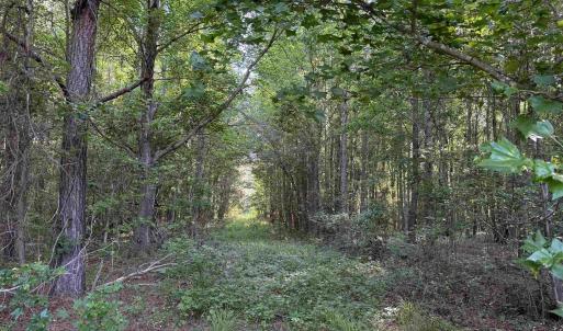Photo #3 of  81.7 acres
