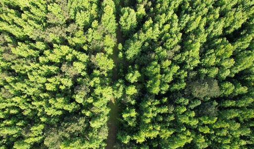 Photo #17 of  81.7 acres