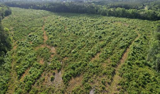 Photo #22 of  81.7 acres