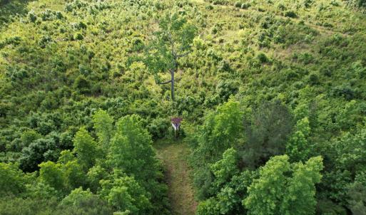 Photo #8 of  81.7 acres