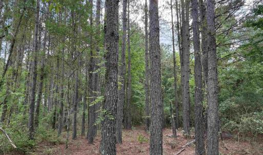 Photo #25 of  81.7 acres